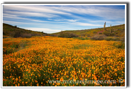 "mexican poppy bloom"
saguaro lake, az.